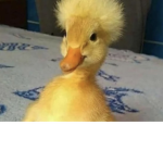 Duck Armyz
