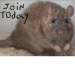 R.I.B(Rats In Black)