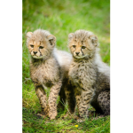 Cheetah corn