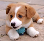 Puppy bee