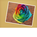 Rainbowflower