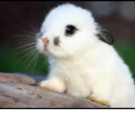 Bunny’s are funny