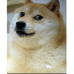 Doge followers unite