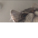 Pouncy my kitten hangout! :D