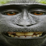 Monke Club Roblox