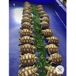 REPTILES RULE!!