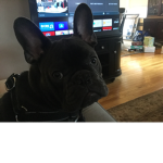 Monty(My dog)