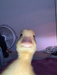 Duck_Army_Official
