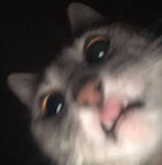_ ₣ᖇEx
