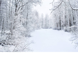 The Snowy Forest