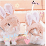 Fluffy Bunnies!!!