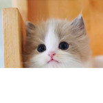 The cat club :D