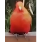 peboopee skoop