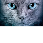 SilverClan (Warrior Cats)