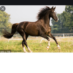 Horses never die