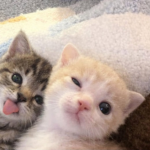 cat ><