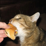 burger lala