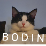 BODE Studios