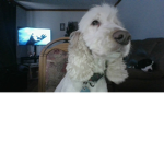 Les Chien =D