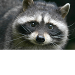The Racoon-Distemper Foundation