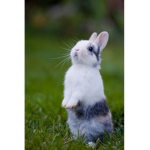 Roblox Bunny National