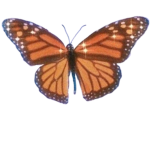 bora butterflies:)