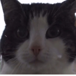For those Who love cats