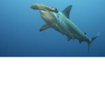 Sharky Hang