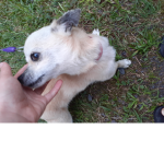 Puppy#####