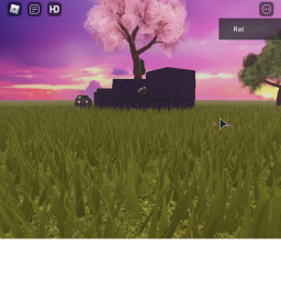 Cherry blossoms