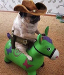 Frozen_cowy