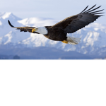 the flying eagles group
