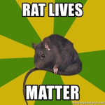 The awesome ratss