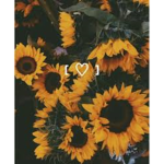 i_daisy
