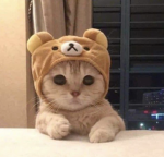 Stay pawsitive:)