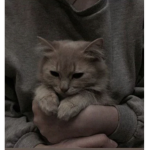 Elgatos Cats!!