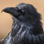 Crow Anime Group Thumbnail