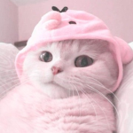 KITTY ARE SO CUTE SQUAD