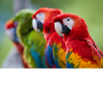 Parrots_army