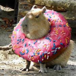 The One and Only Capybara Cult