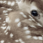 pudding fawn