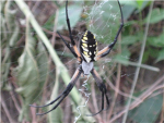 Spider Karate Group