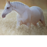 Blue Ribbon Riding Academy