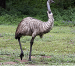 Emus squad>.<