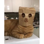 Little Mysterious