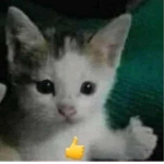 Mishi mishi