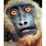 Monkey corner