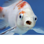 The Fish Kingdom