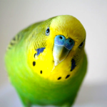 Budgie Blox Inc.