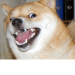 Doge Squad FTW
